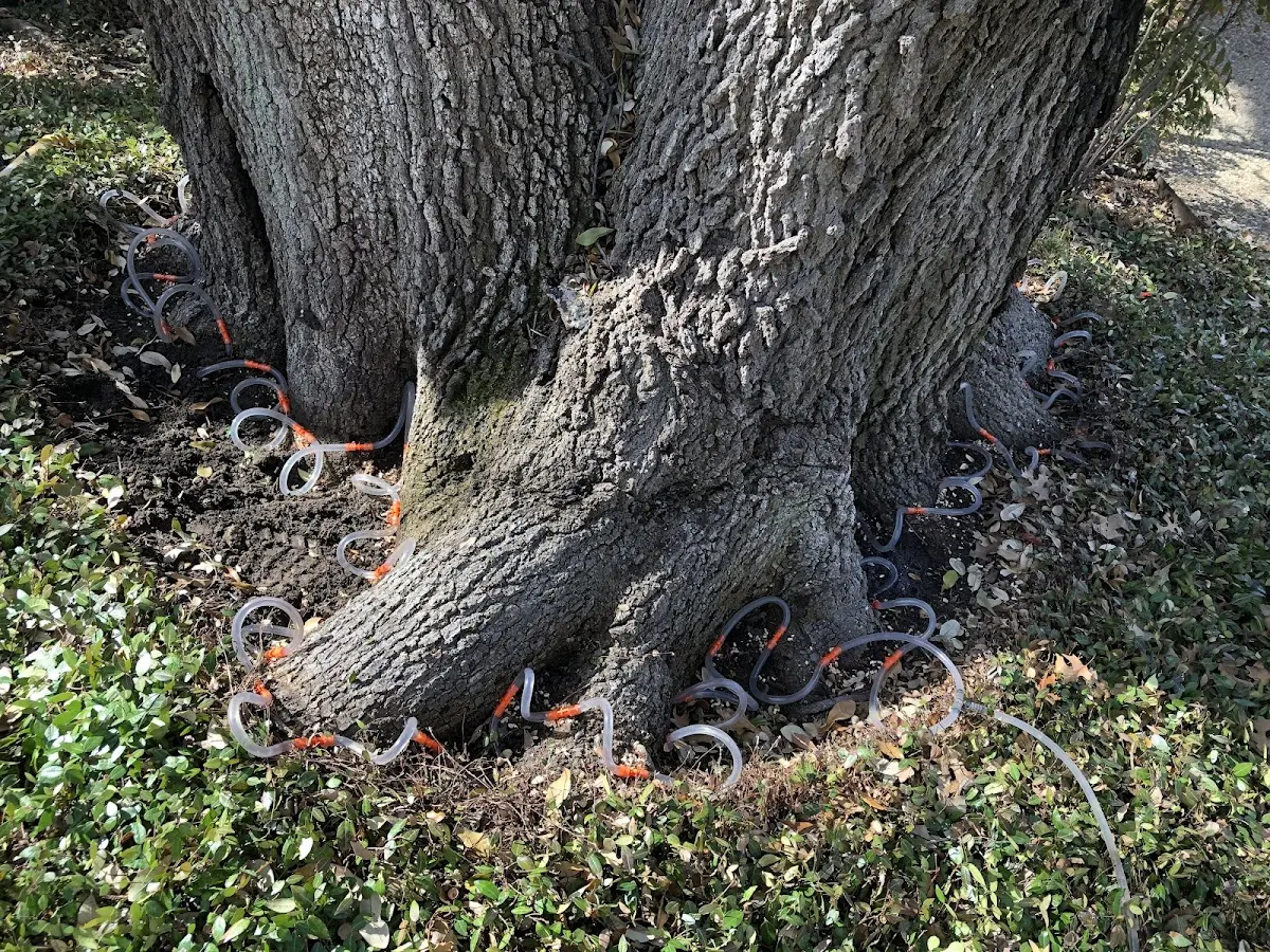 Detailed Tree Cabling and Bracing job site in Finleyville