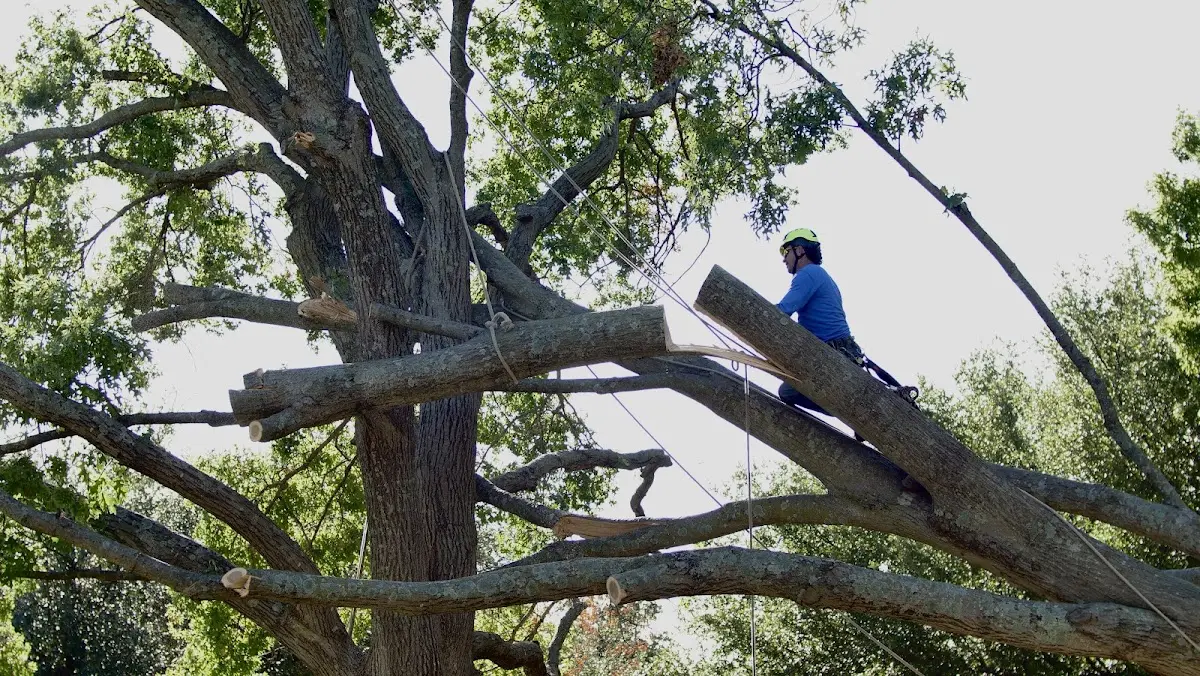 Professional Hazardous Tree Removal performed by certified arborists in Finleyville